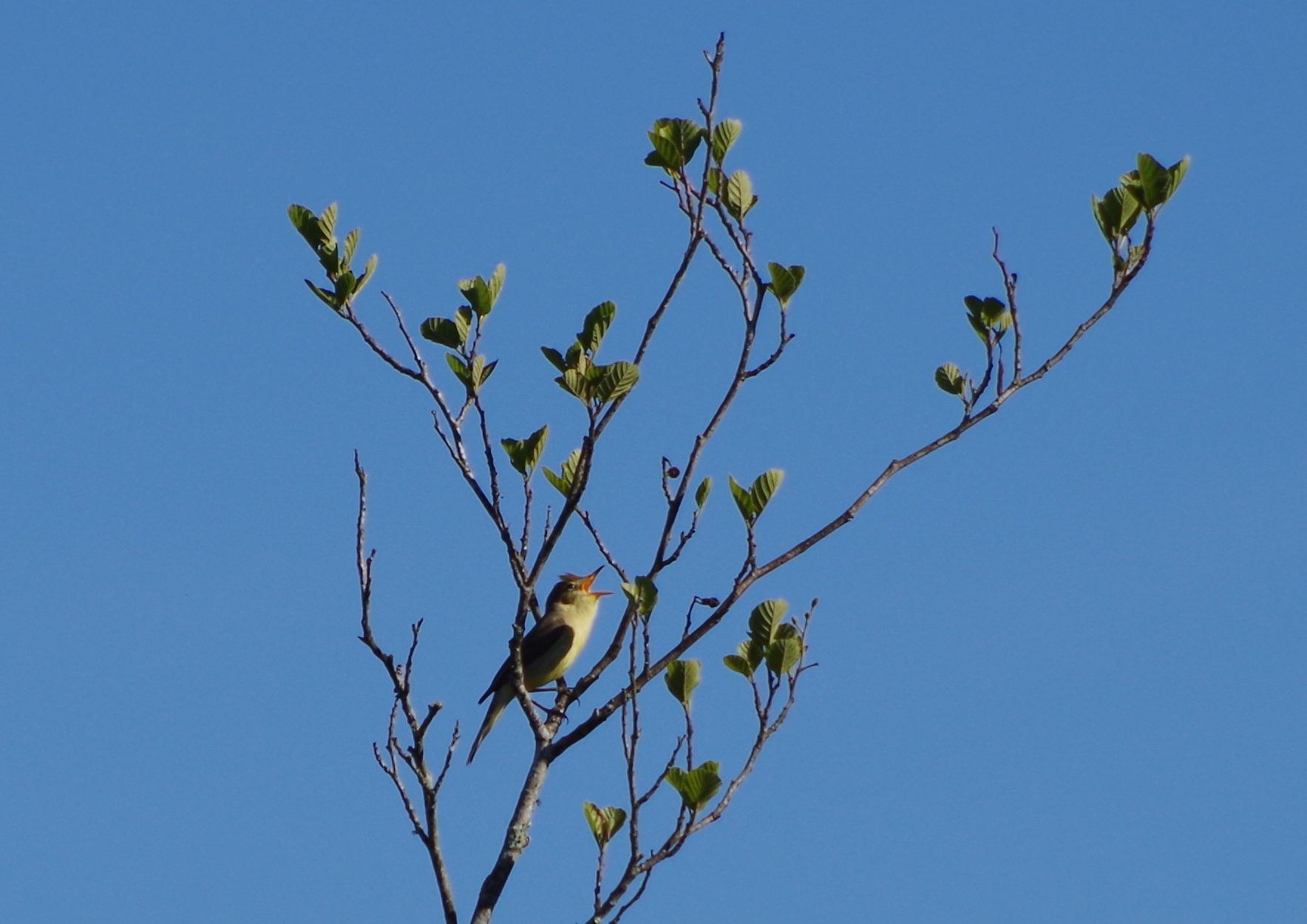 Balade nature, Sainte-Eulalie-en-Born - photo 2
