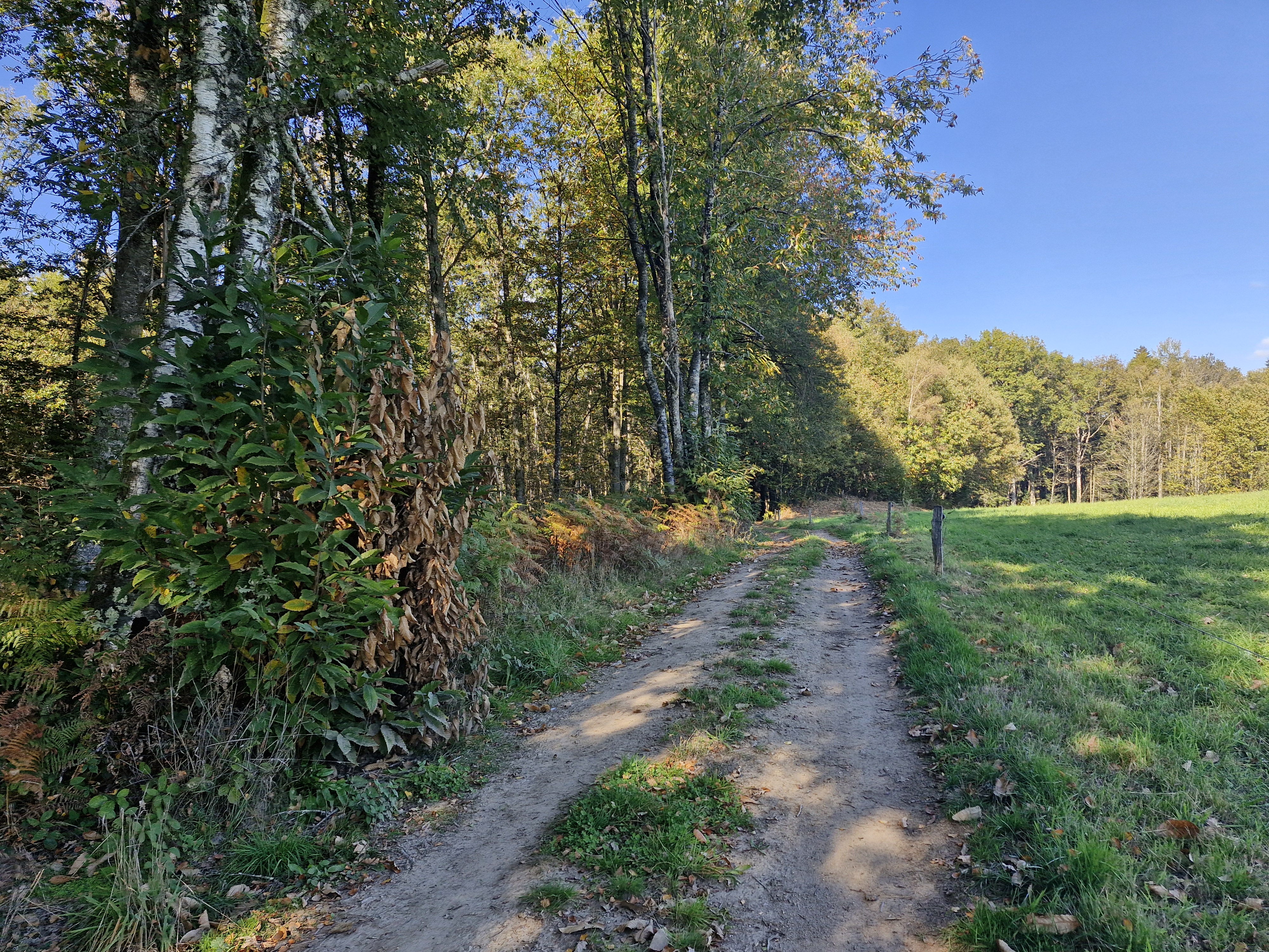 La randonnée de la forêt, Condat-sur-Ganaveix - photo 6