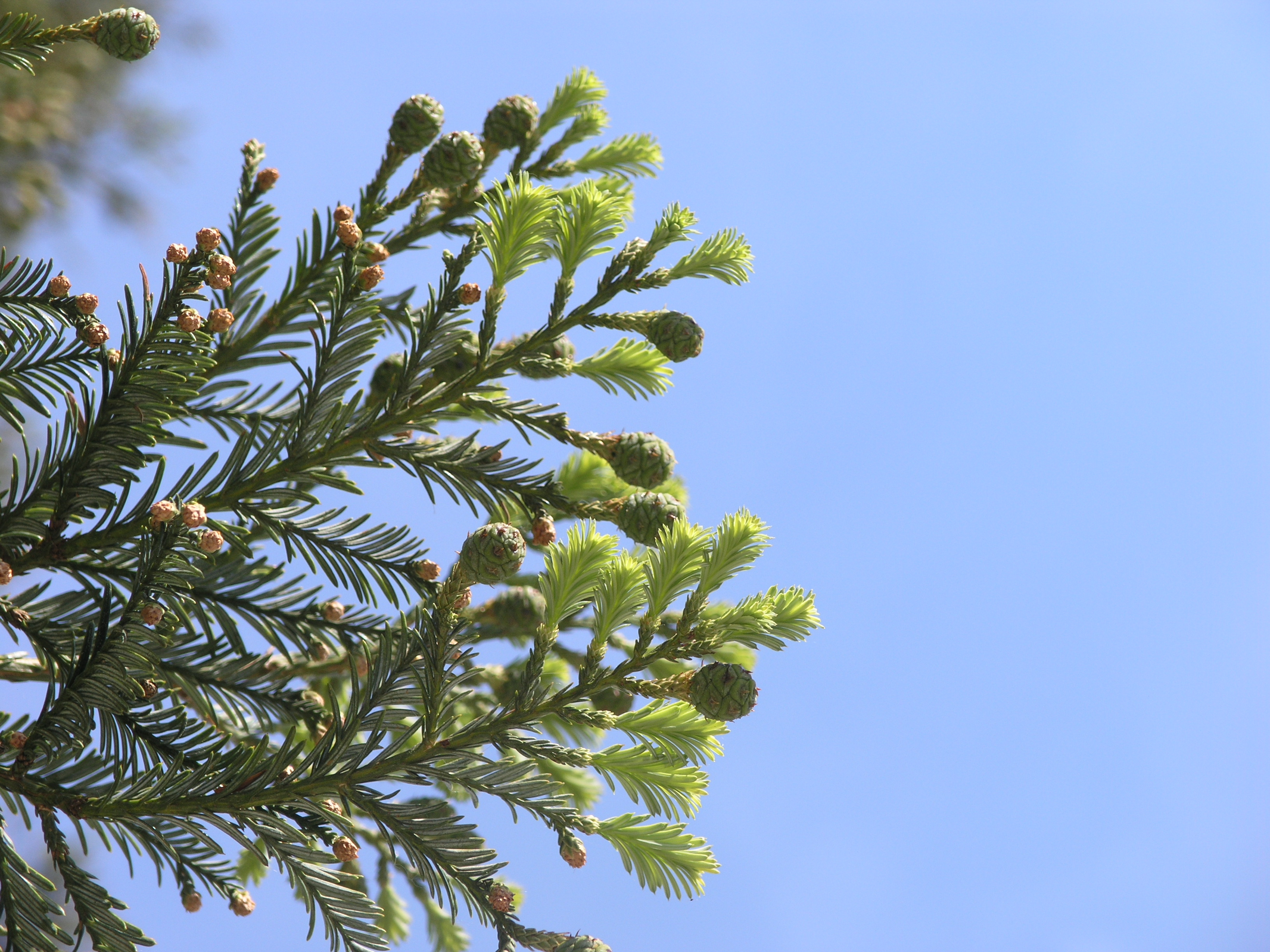 Arbre Remarquable - Le Séquoïa, Castets - photo 2