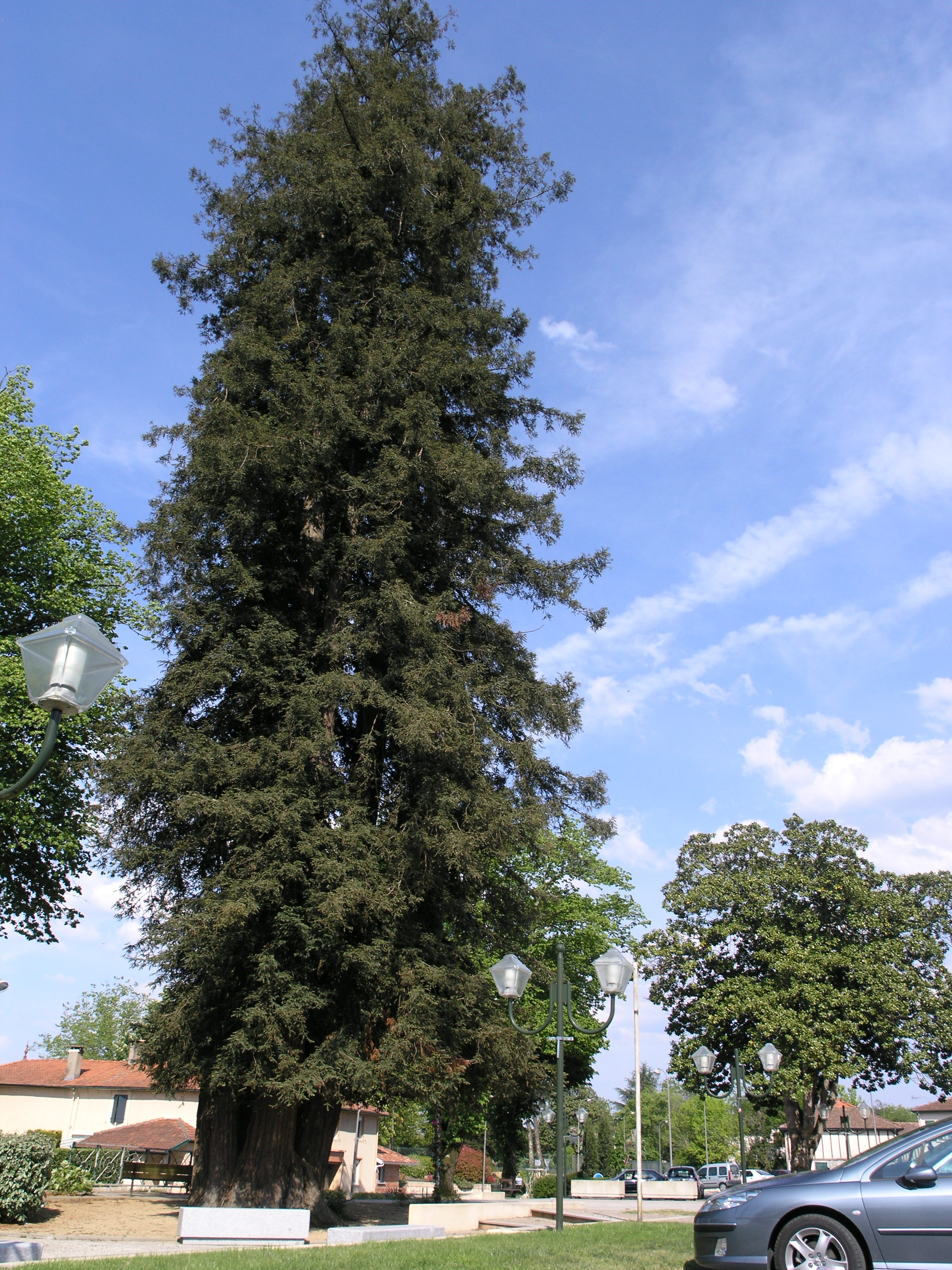 Arbre Remarquable - Le Séquoïa, Castets - photo 3