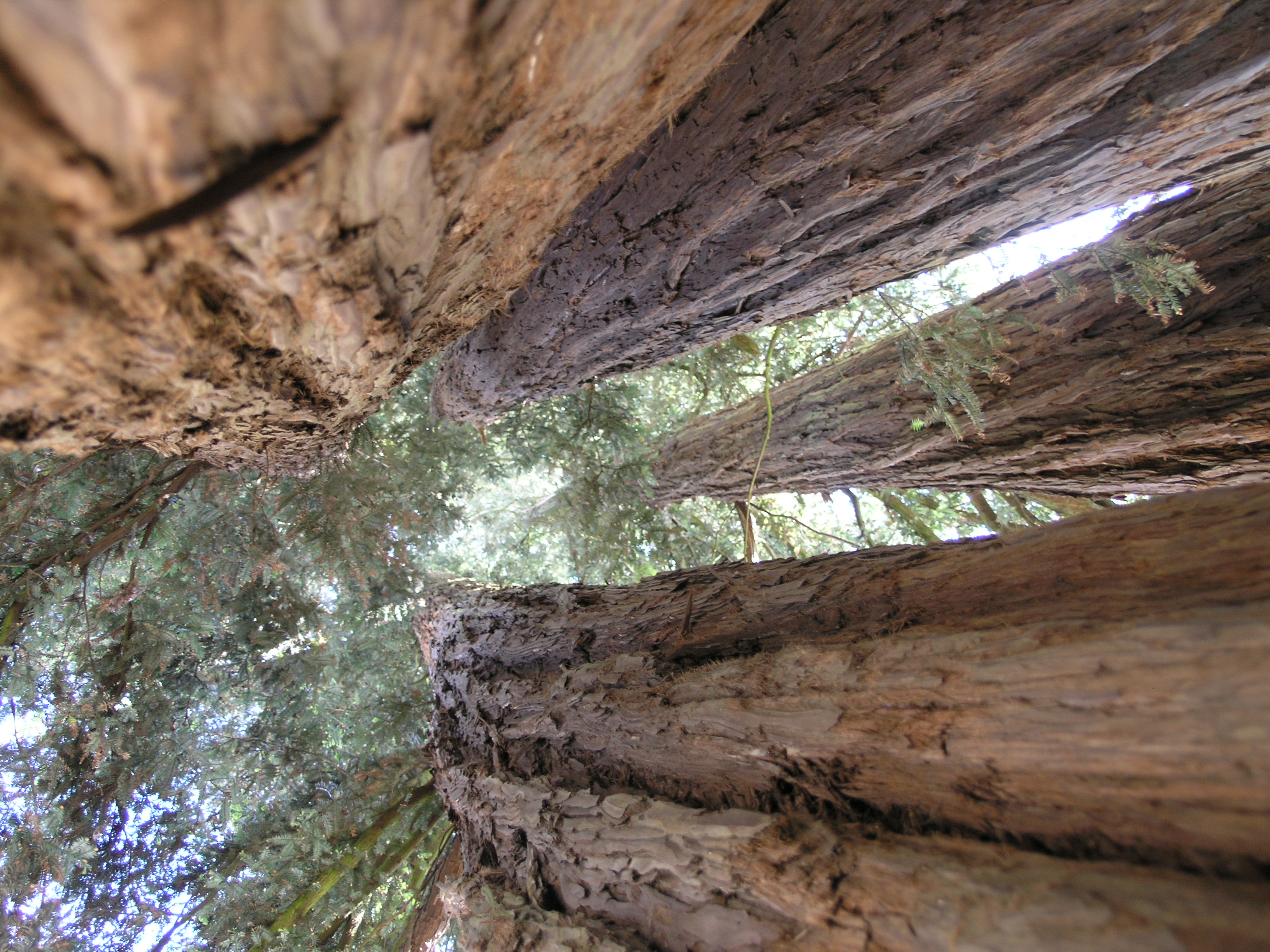 Arbre Remarquable - Le Séquoïa, Castets