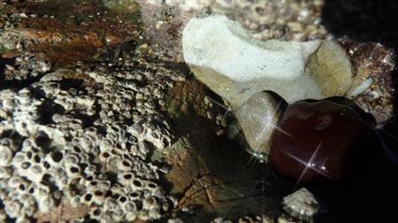 Observateurs du Littoral : La biodiversité de l'estran à Haizabia : où s'abriter sur un estran rocheux exposé à la houle ? Observateurs du Littoral : La biodiversité de l'estran à Haizabia : où s'abriter sur un estran rocheux exposé à la houle ?