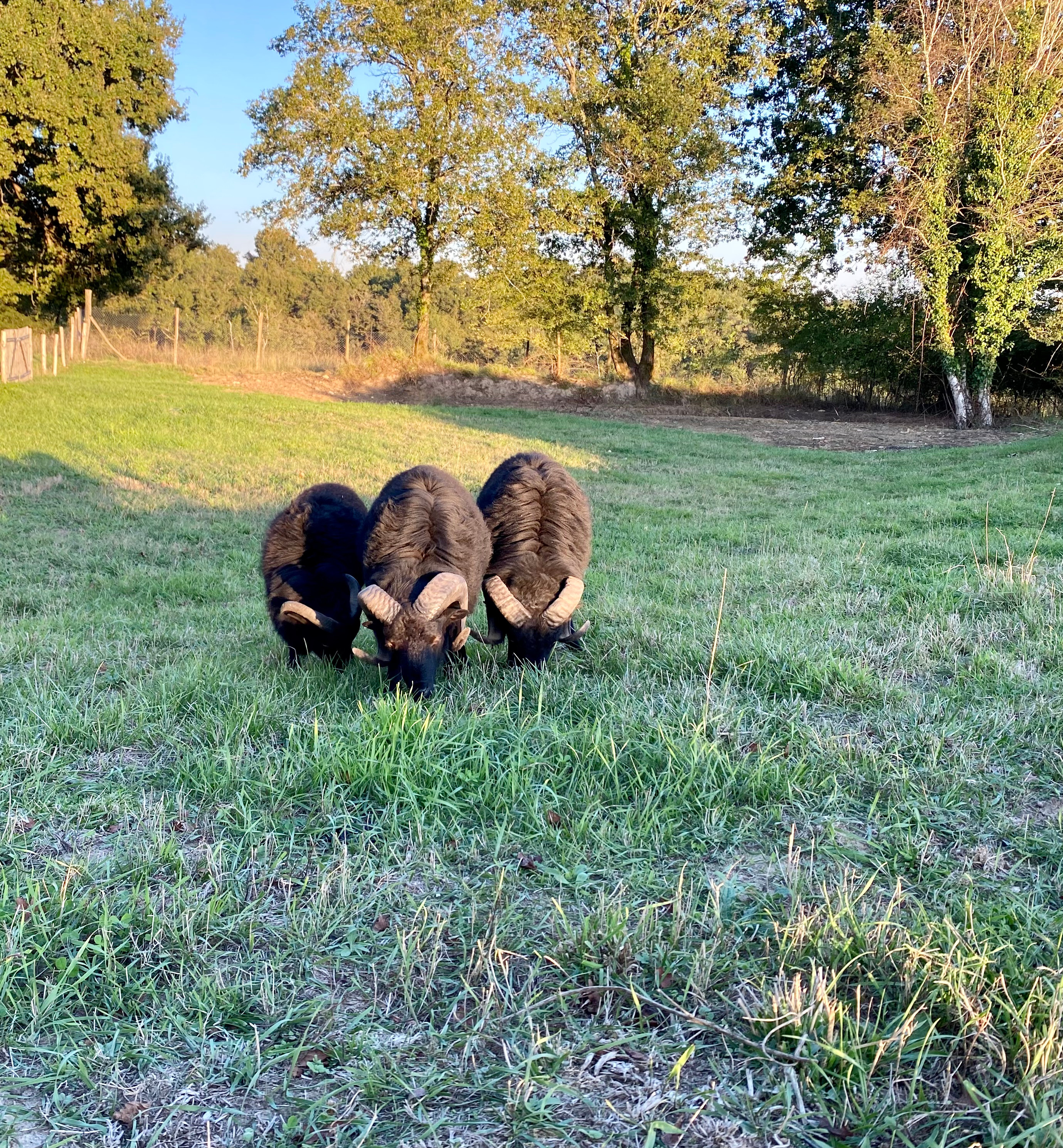Domaine Bourgade, Betbezer-d'Armagnac - photo 8