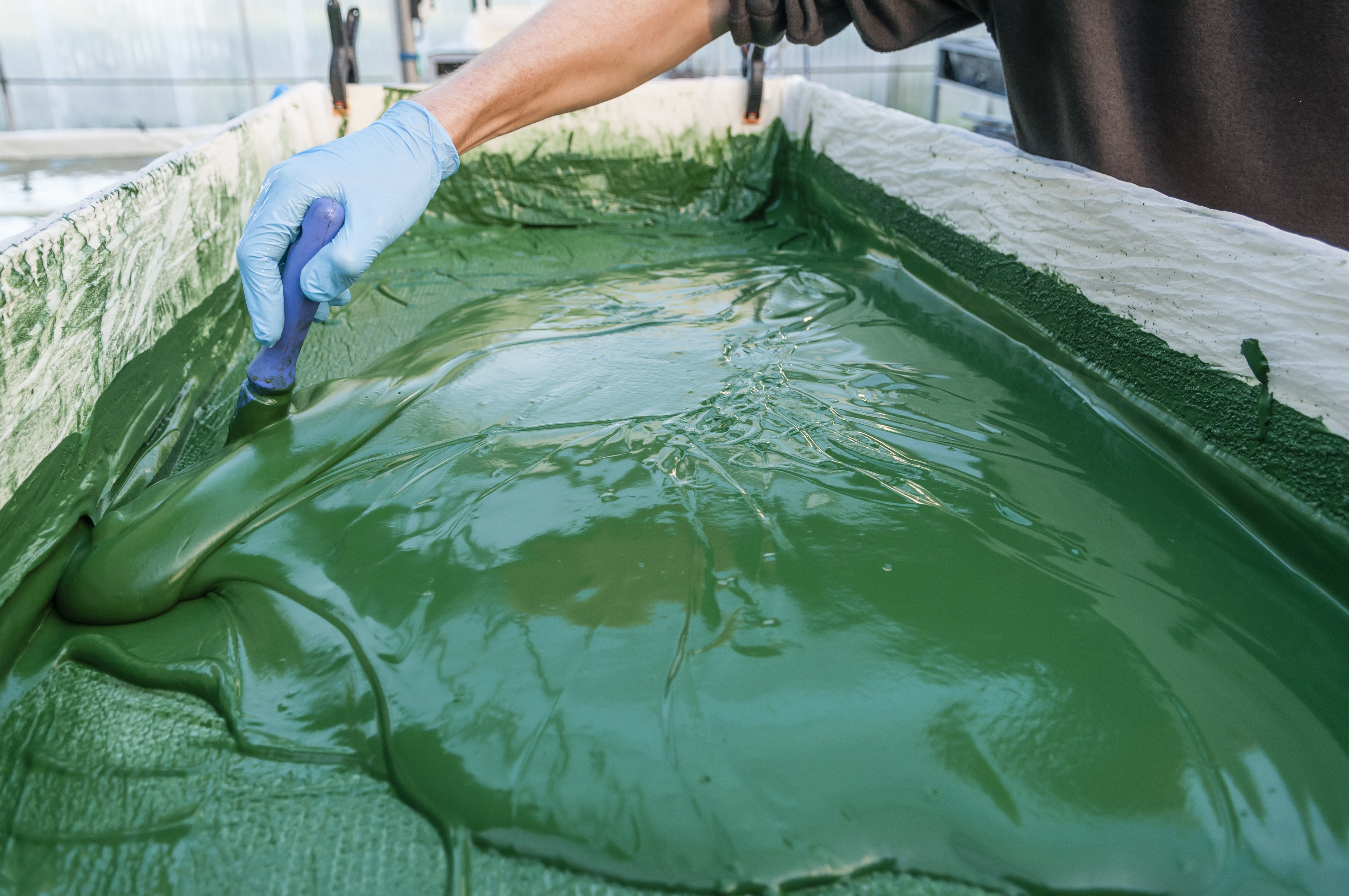 Spiruline de la Pointe d'Argent — photo 2