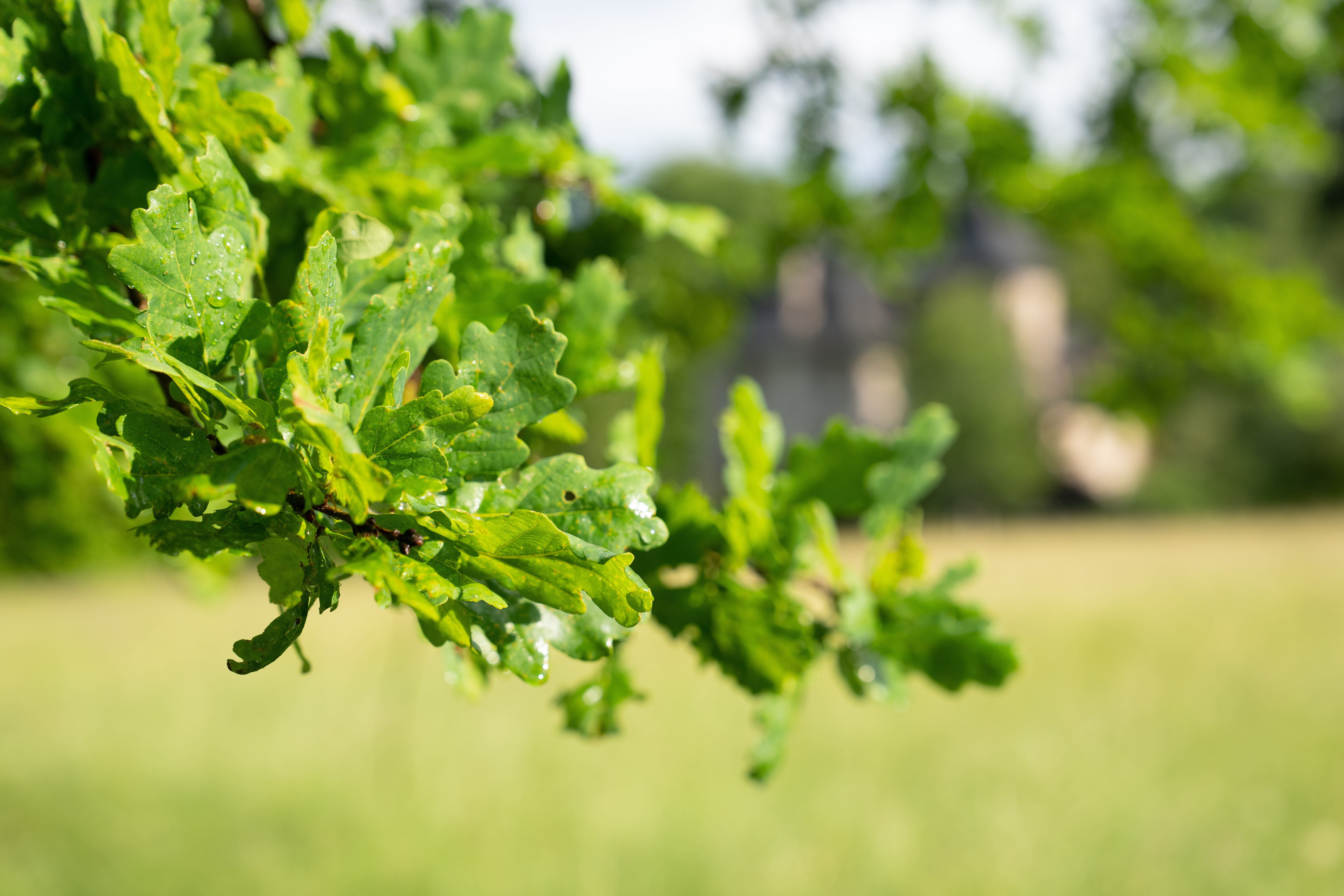 GRP Midi Corrézien - Etape 6 : de Branceilles à Turenne, Branceilles - photo 9