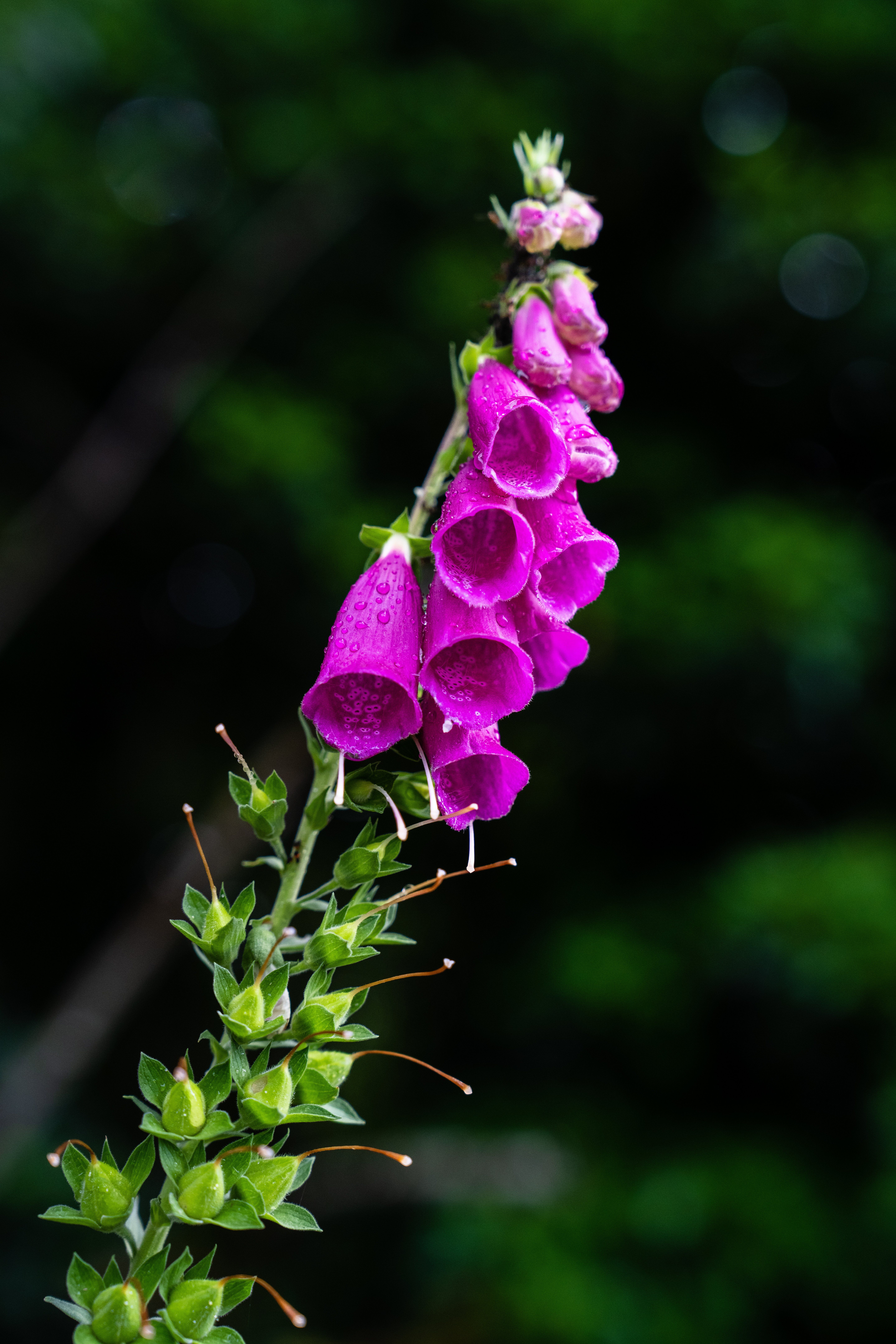 GRP Midi Corrézien - Etape 6 : de Branceilles à Turenne, Branceilles - photo 4