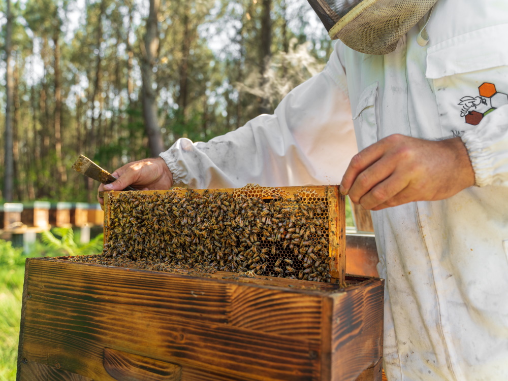 Apis Mellona - Apiculteur - photo 5