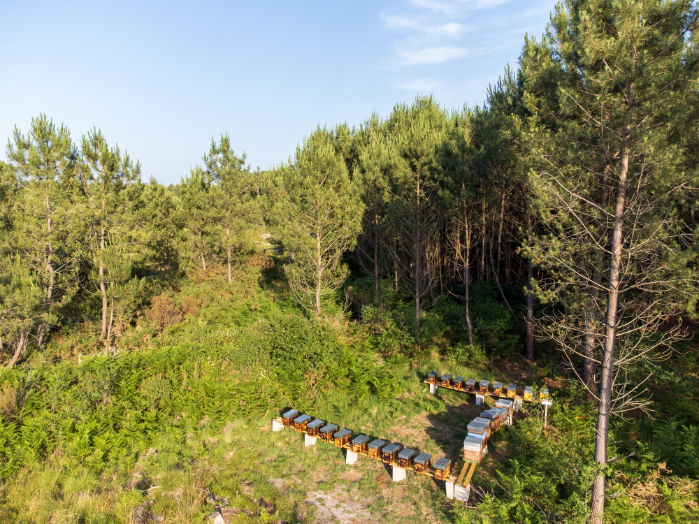 Apis Mellona - Apiculteur - photo 2