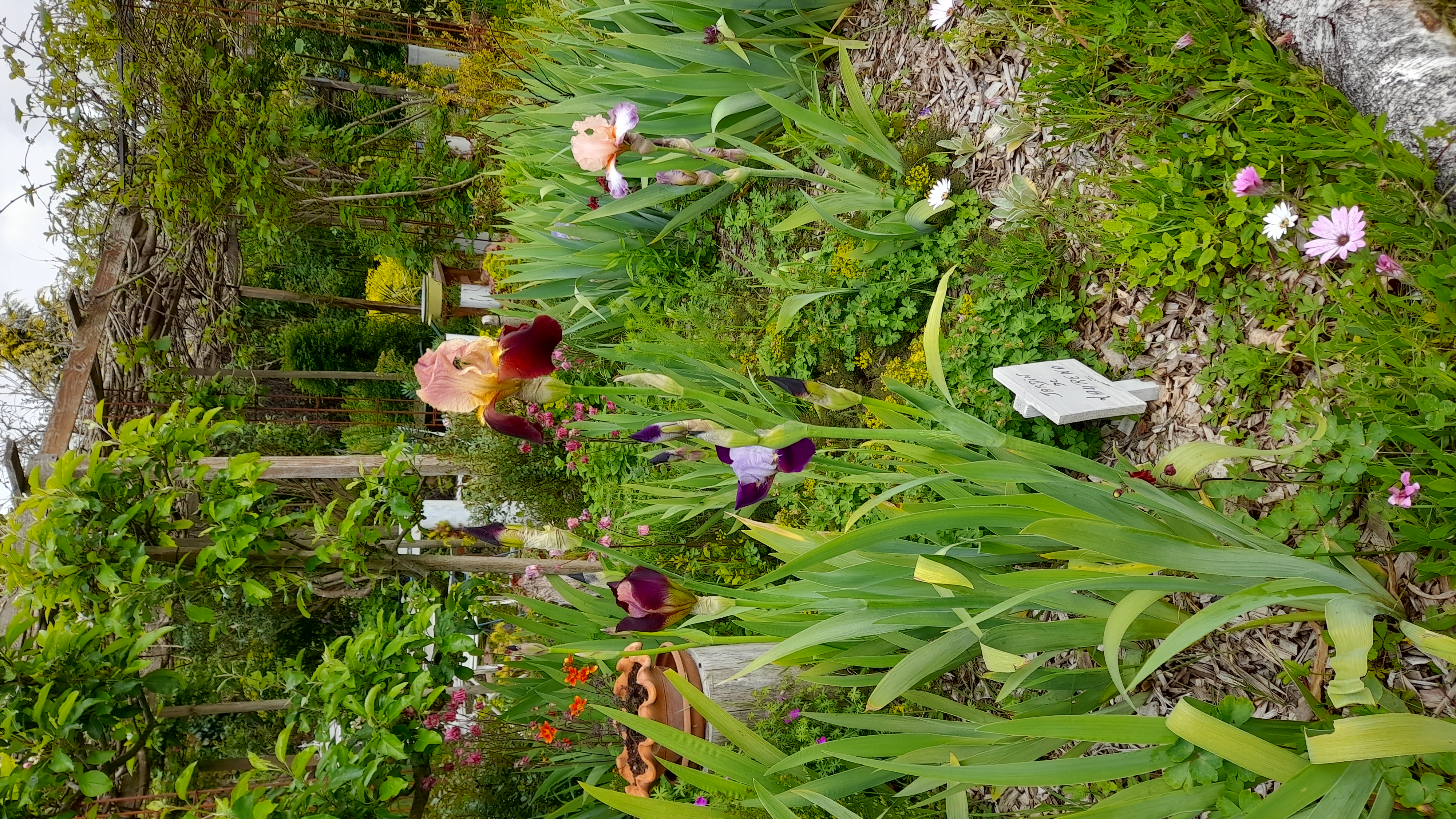 Au Paradis des fleurs et des oiseaux, Availles-Limouzine - photo 8