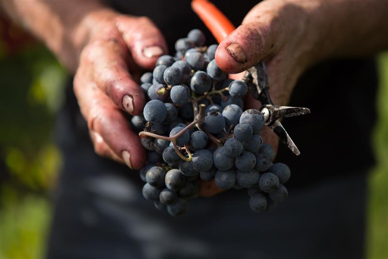 Domaine Bordaxuria