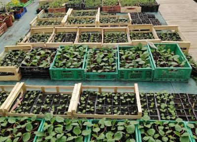 J'apprends à faire mes semis de légumes