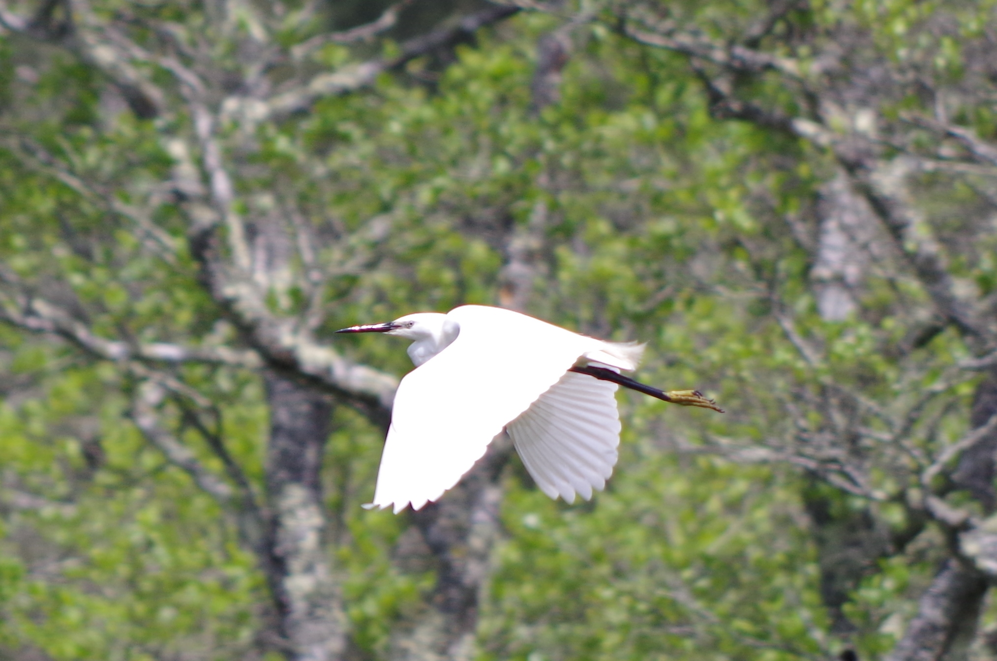 Eposition "Les oiseaux de nos zones humides"