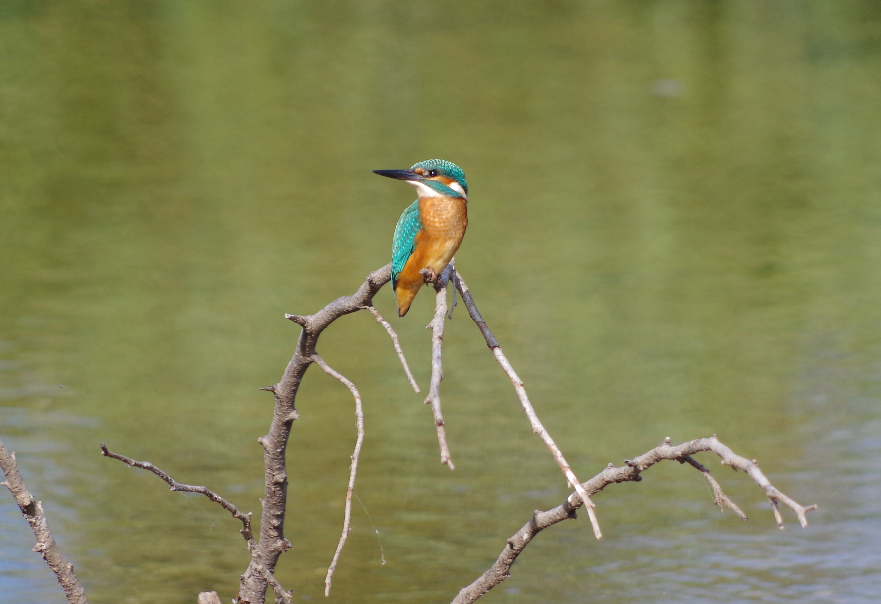 Balade nature, Sainte-Eulalie-en-Born