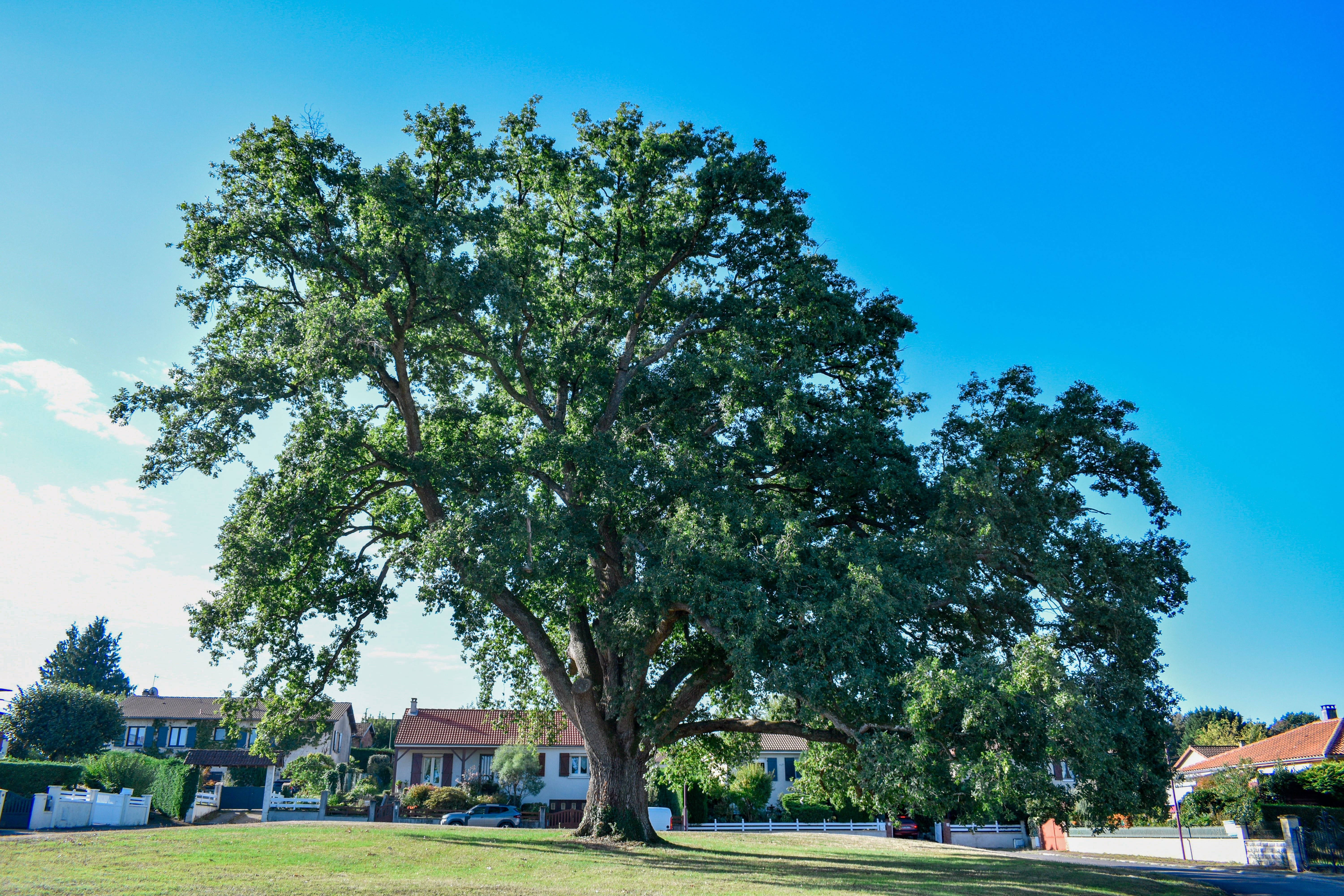 Chêne remarquable de Charroux