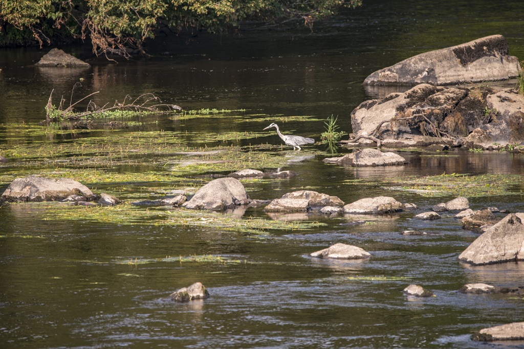 Balade nature "Cheminer à l'écoute de la Vienne et de ses affluents"