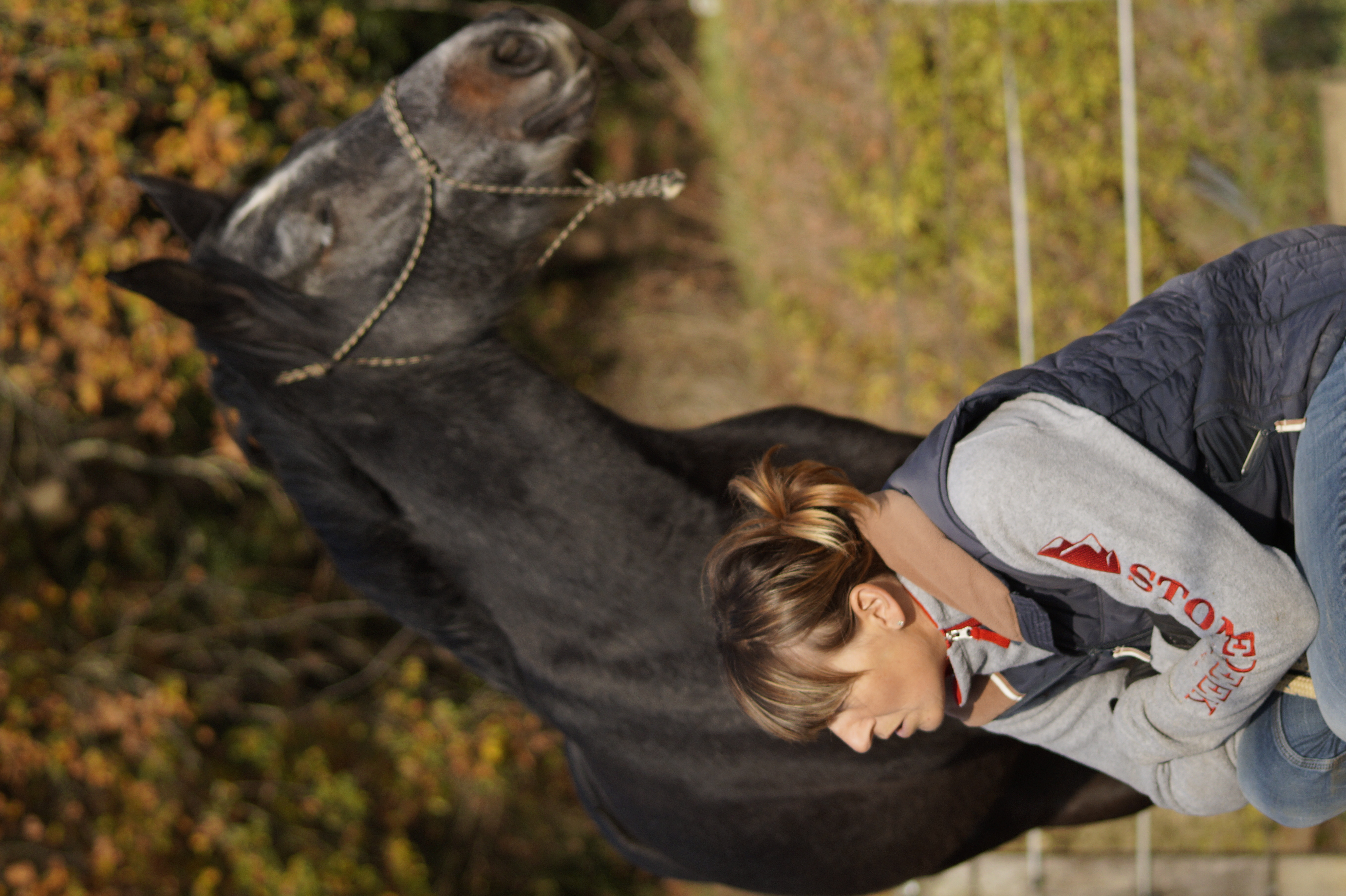 Les écuries de Saint Damien