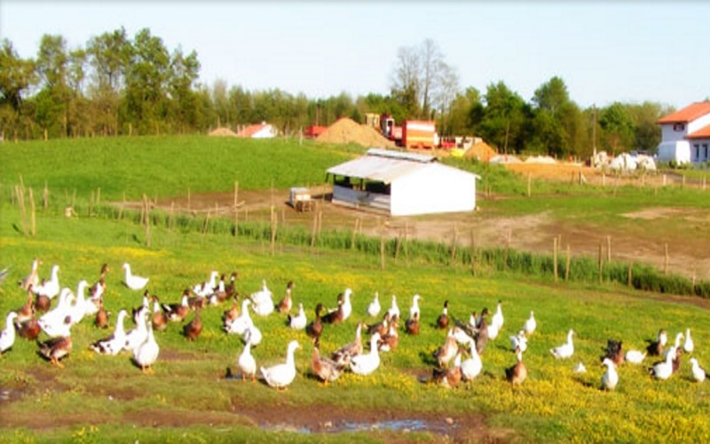 Ferme Batis - photo 4