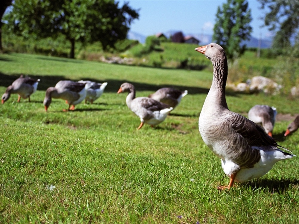 Ferme Pélerin - photo 2