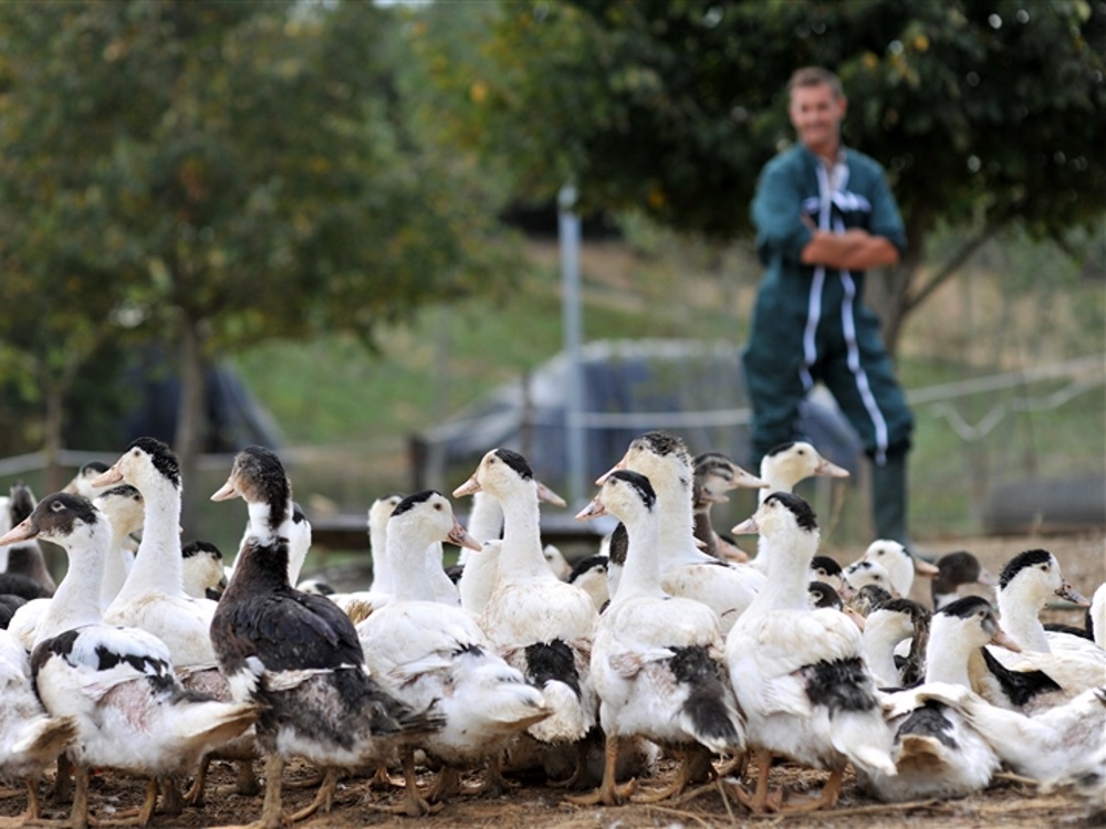 Ferme Pélerin - photo 5