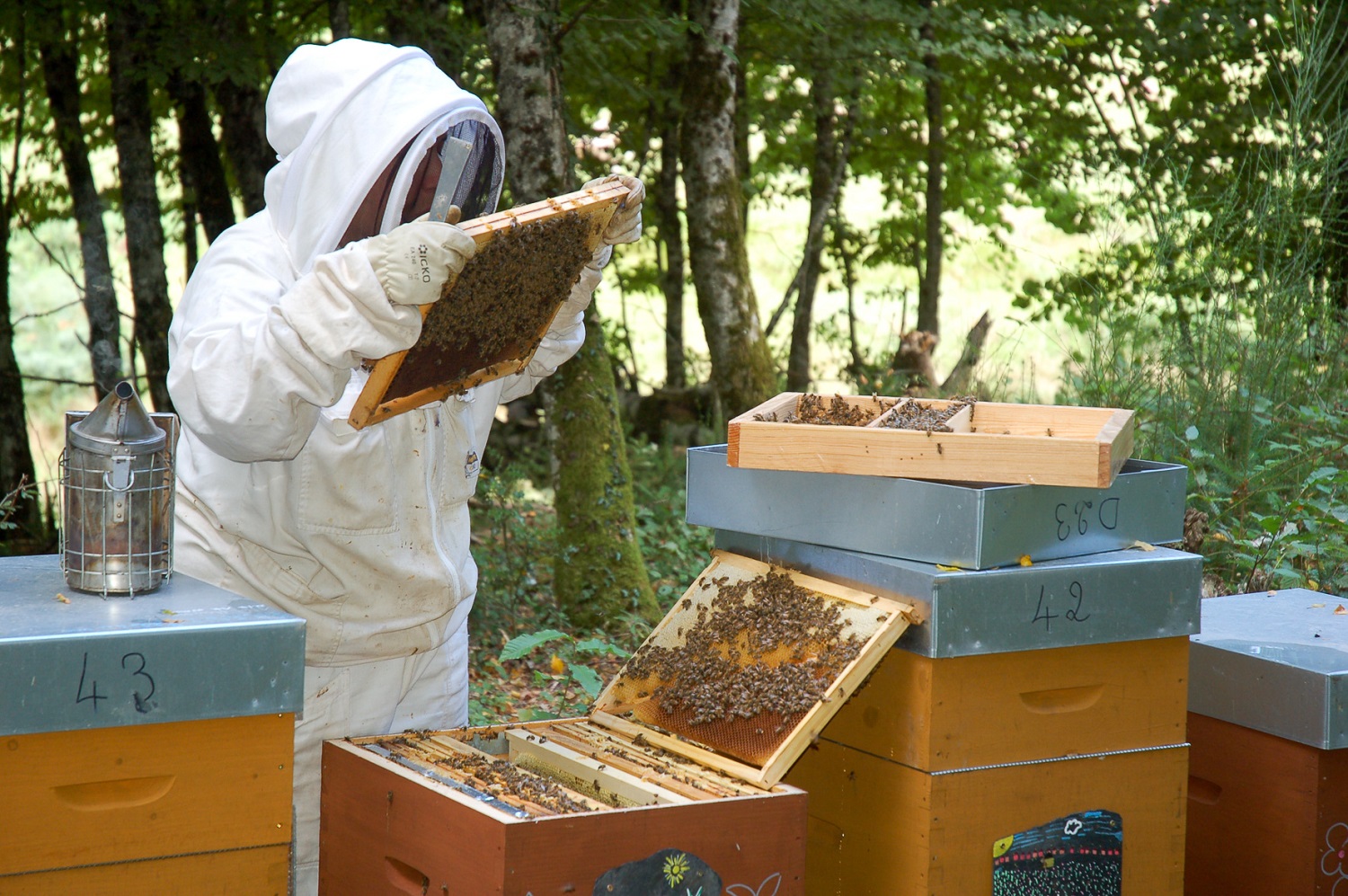 La ruche, les abeilles et l'apiculture - Château en fête