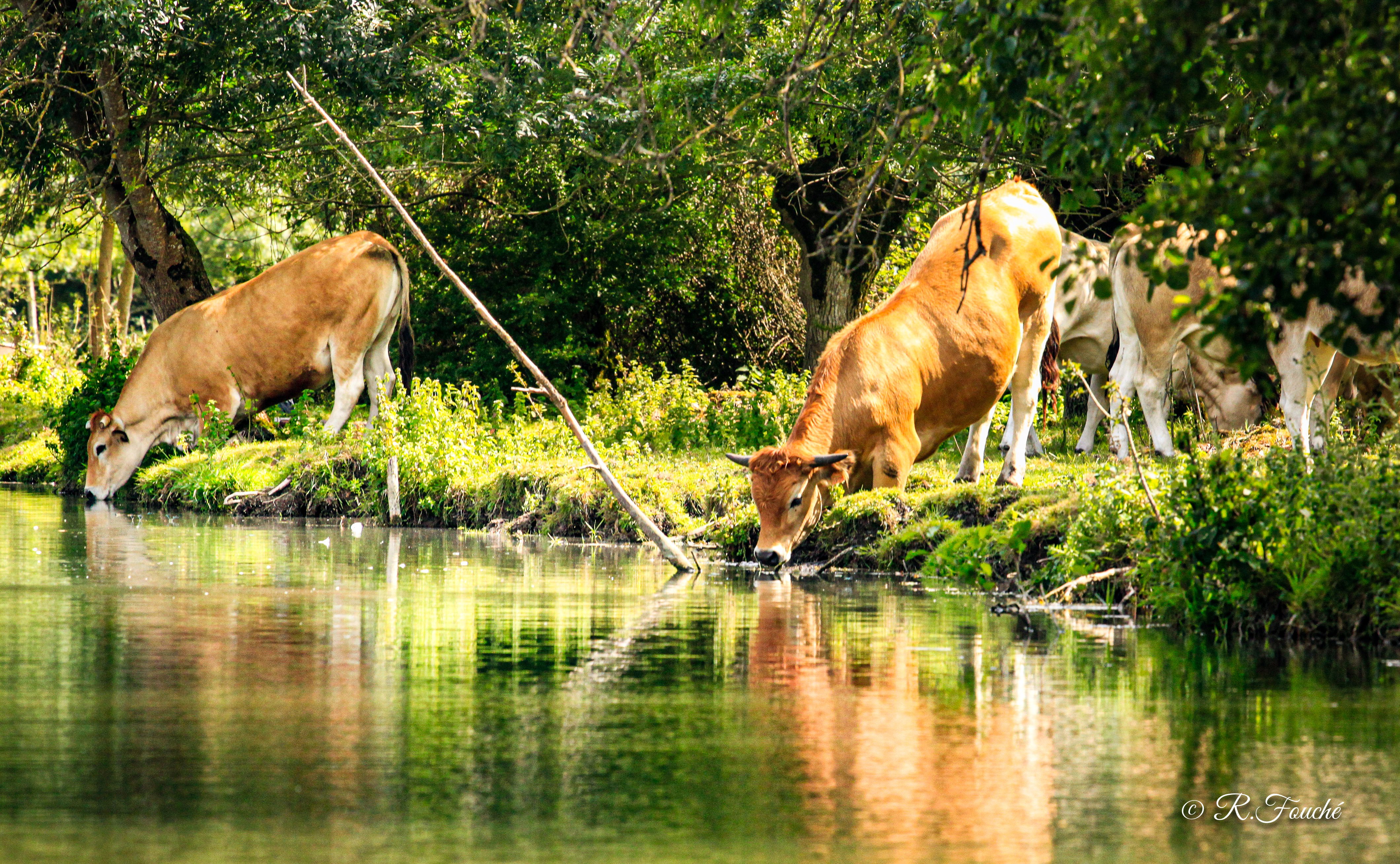 Au rythme de vos envies - Guide batelier indépendant, Magné - photo 5