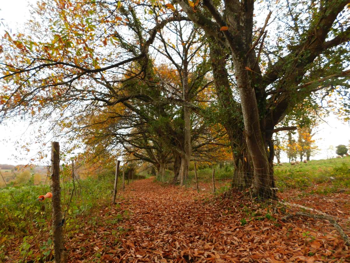 Circuit du Pont de la Roche - photo 4