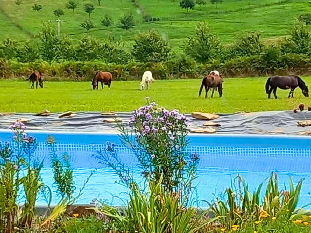 Domaine des Maisons, Châlus - photo 4