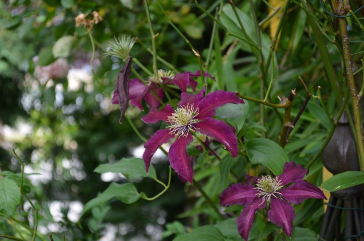 Fête de la nature, Montboucher - photo 2