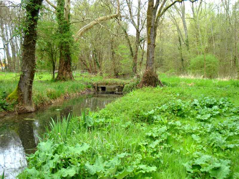 Bocage humide des bords de Garonne, Cadaujac - photo 6