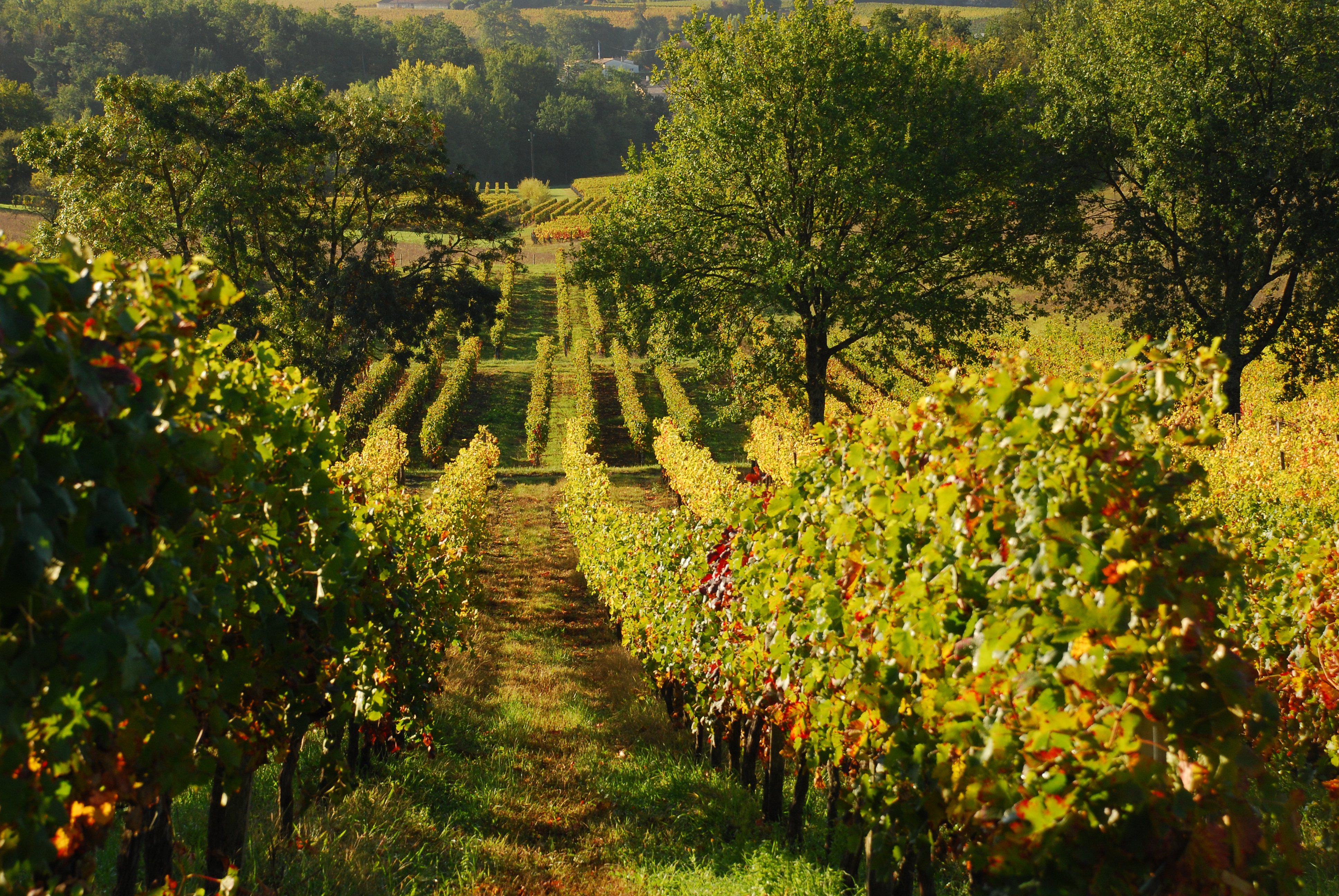 Boucle des Coteaux, Saint-Aignan - photo 5