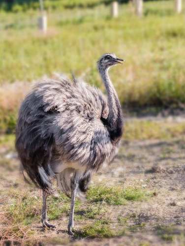 Z'animoland, Monbalen - photo 3