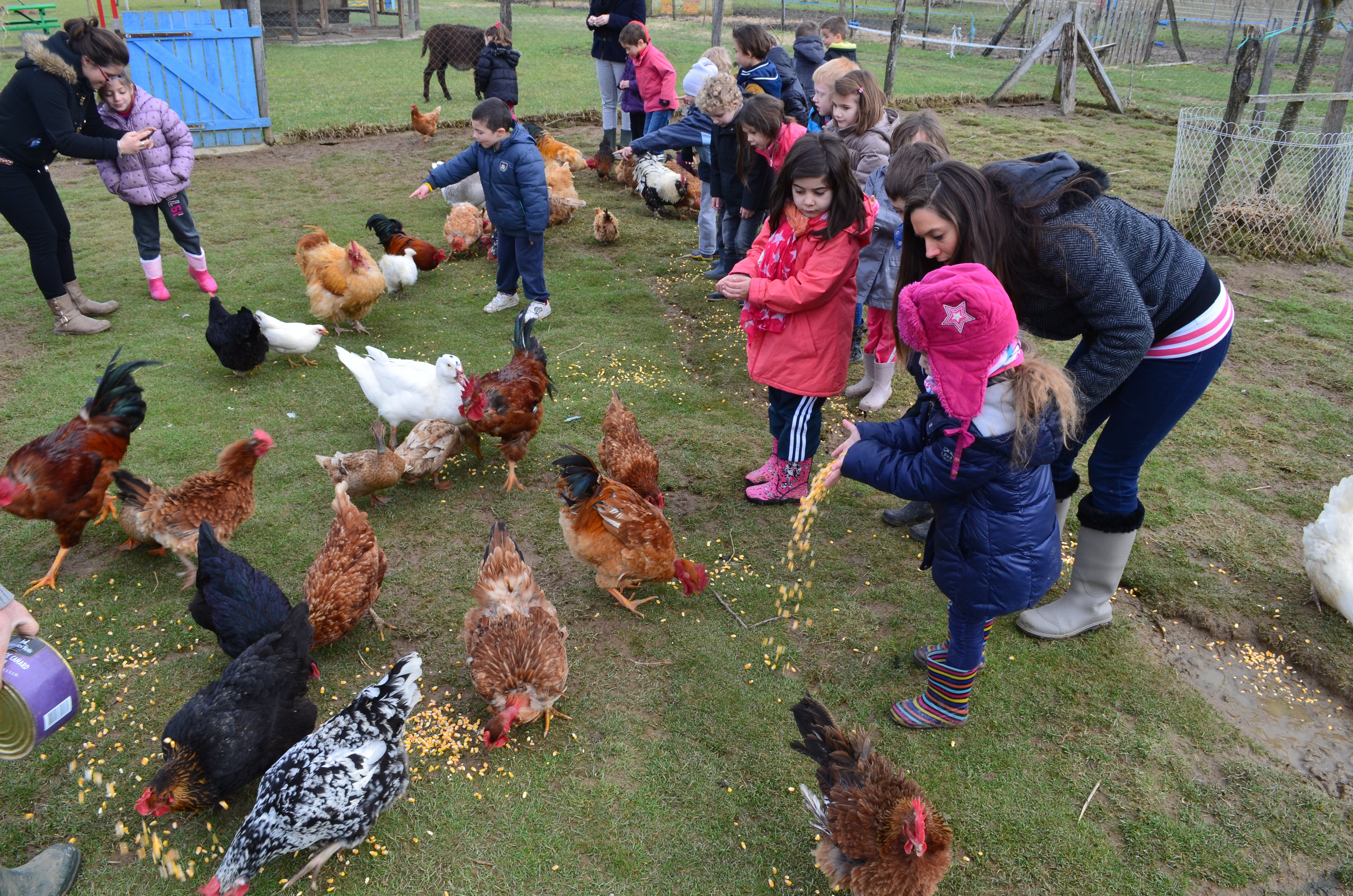 La petite ferme de Pouillon, Peyrehorade