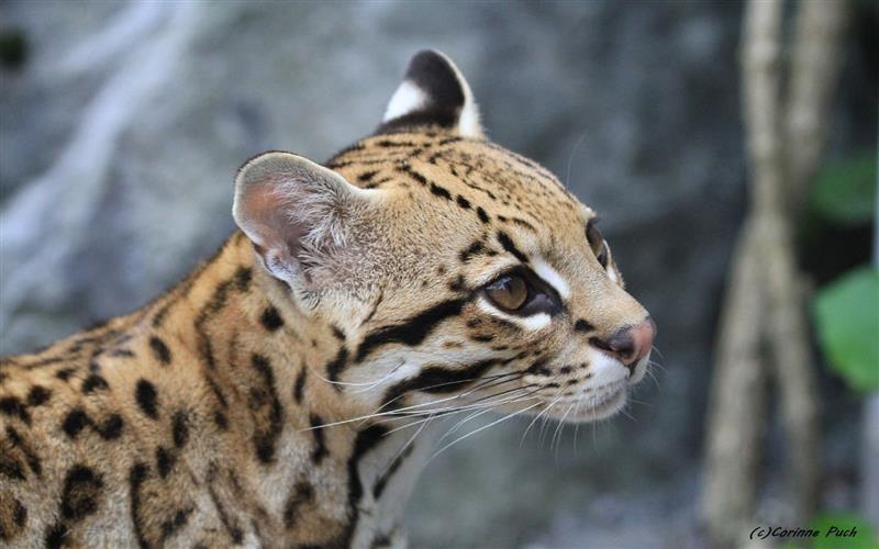 Zoo d'Asson