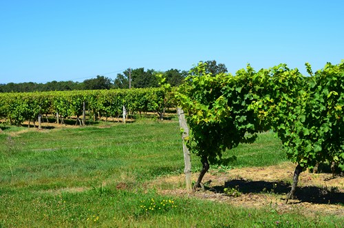 Poudenas, une ambiance de Toscane, Poudenas - photo 9