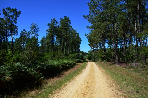 Réaup, longue randonnée dans la forêt Landaise, Réaup-Lisse - photo 4