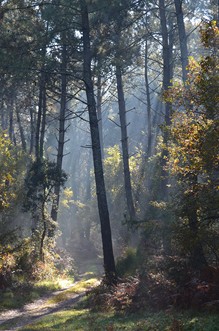 Réaup, longue randonnée dans la forêt Landaise, Réaup-Lisse - photo 7