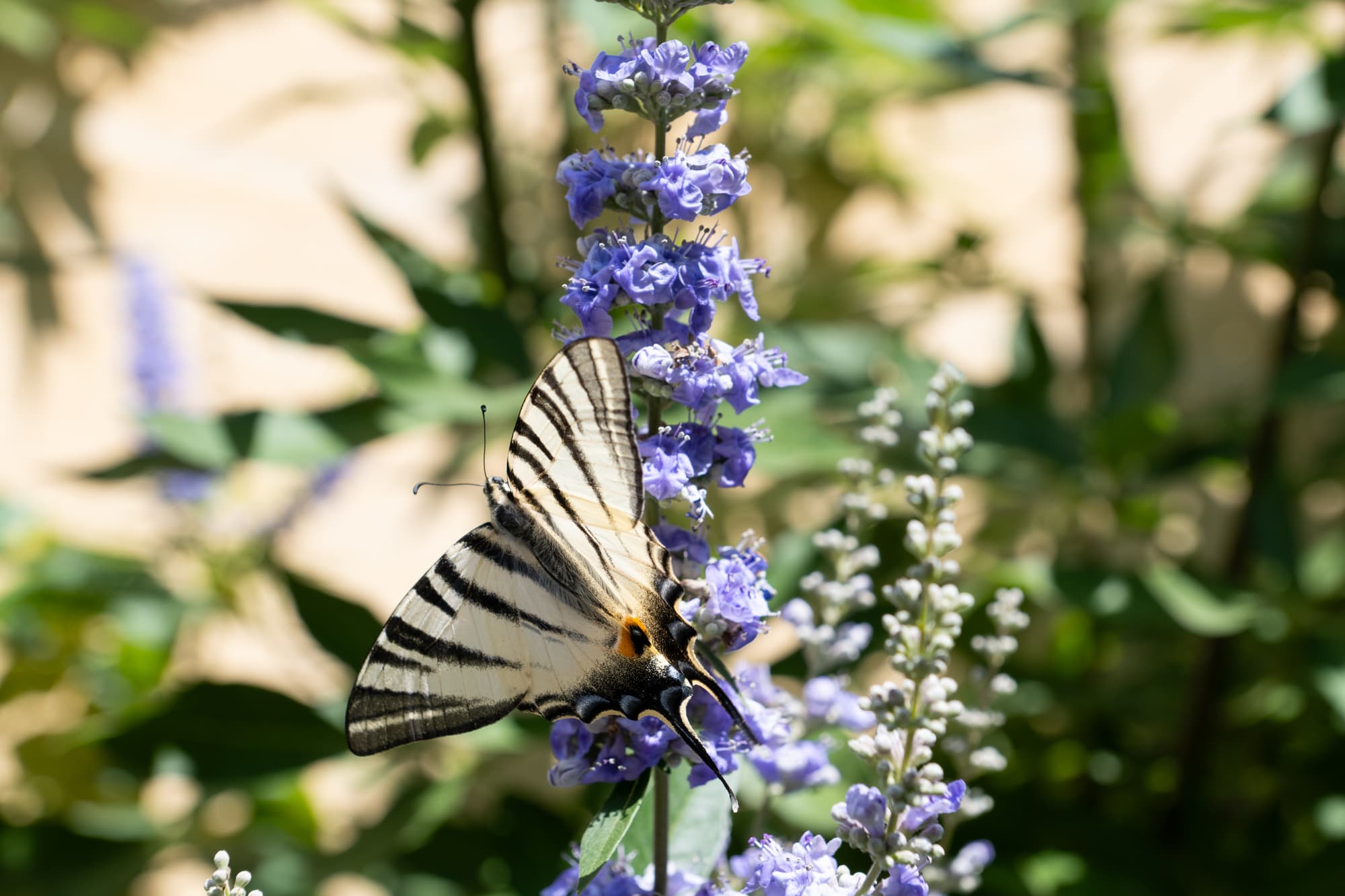 Boucle des 7 Tours n° 14 /Les Eyzies - photo 2