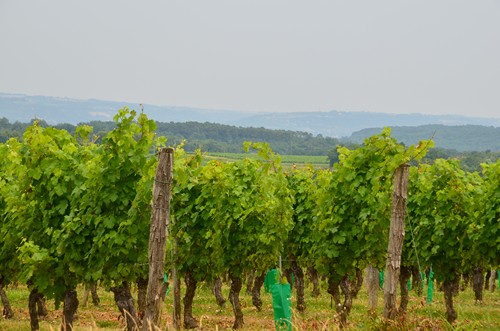Vianne, une bastide sur la Baïse, Vianne