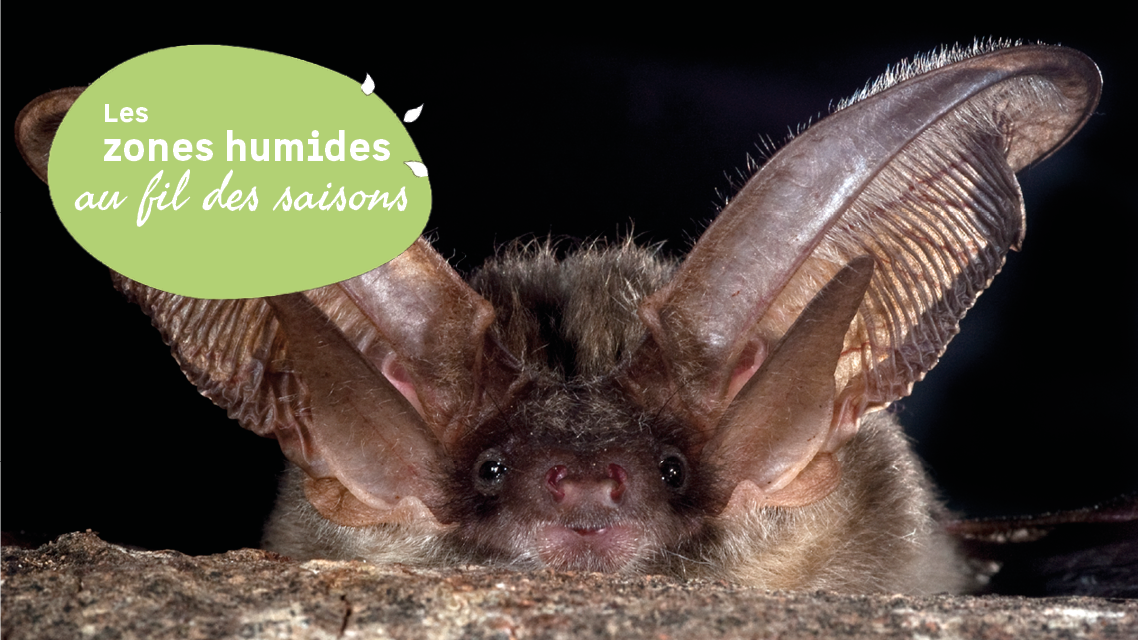 Découverte de l’étang de Langouarde et observation nocturne des chauves-souris