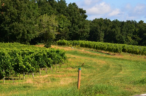 Le Moulin de Marquet, dans les vignes de Villeneuve-de-Duras, Villeneuve-de-Duras - photo 10