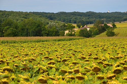 Seyches, un circuit dans les bois des Rivailles, Seyches