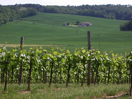 Seyches, un circuit dans les bois des Rivailles, Seyches - photo 11