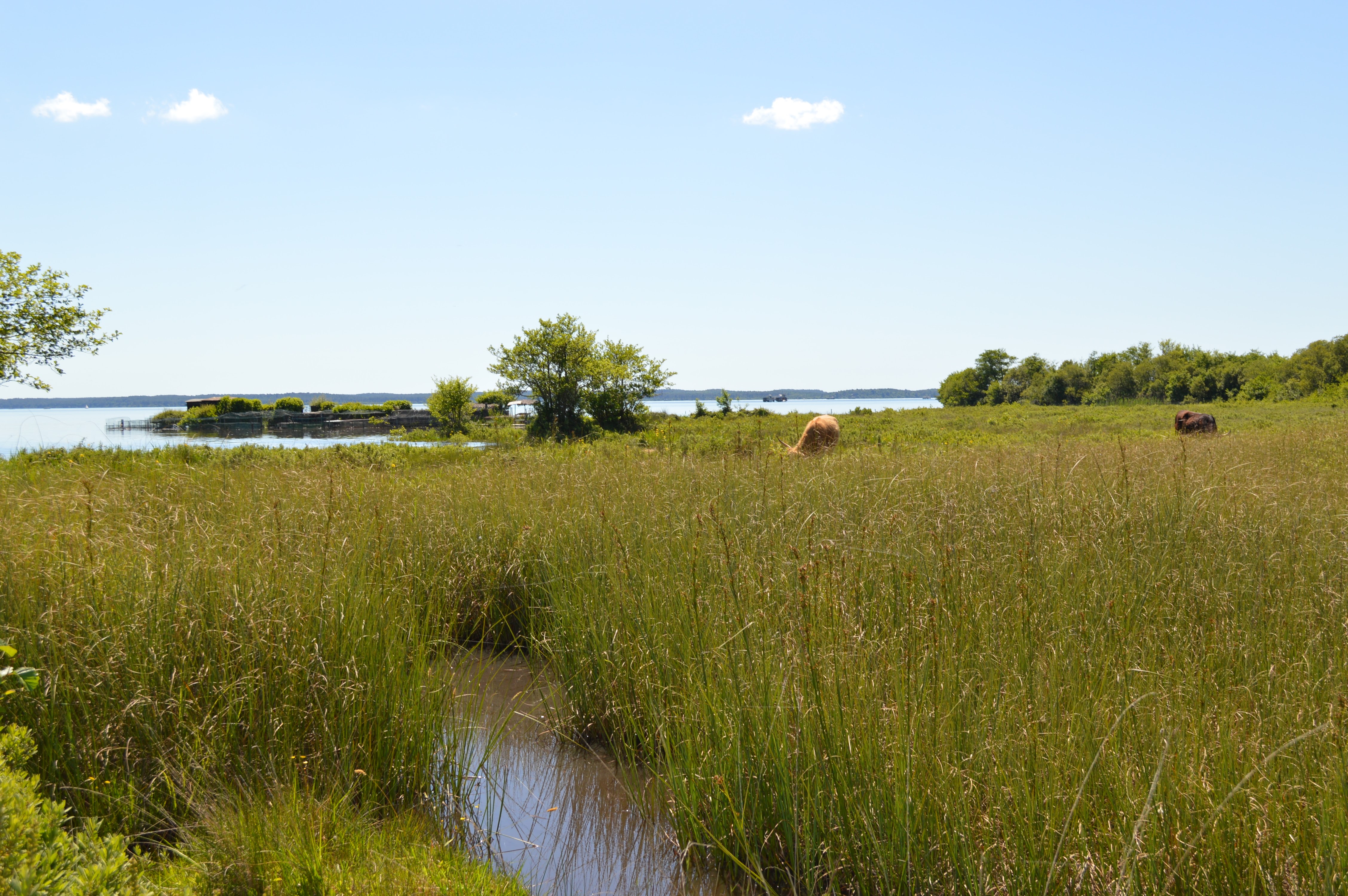 Découverte des prairies au bord du lac de Parentis — visuel événement