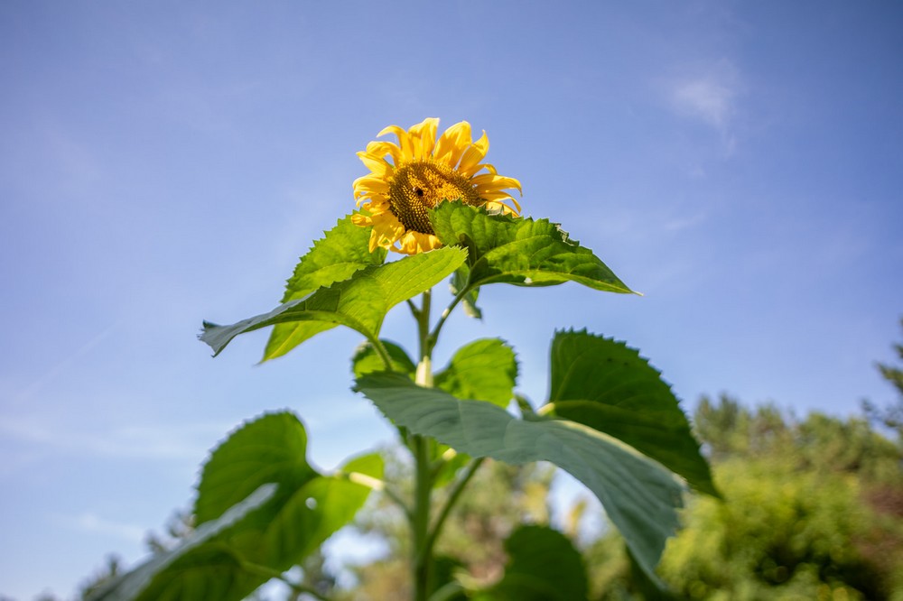 Gîte de Pehillo - La Sapinière, Nérac - photo 59