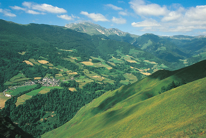 Jauregiberri