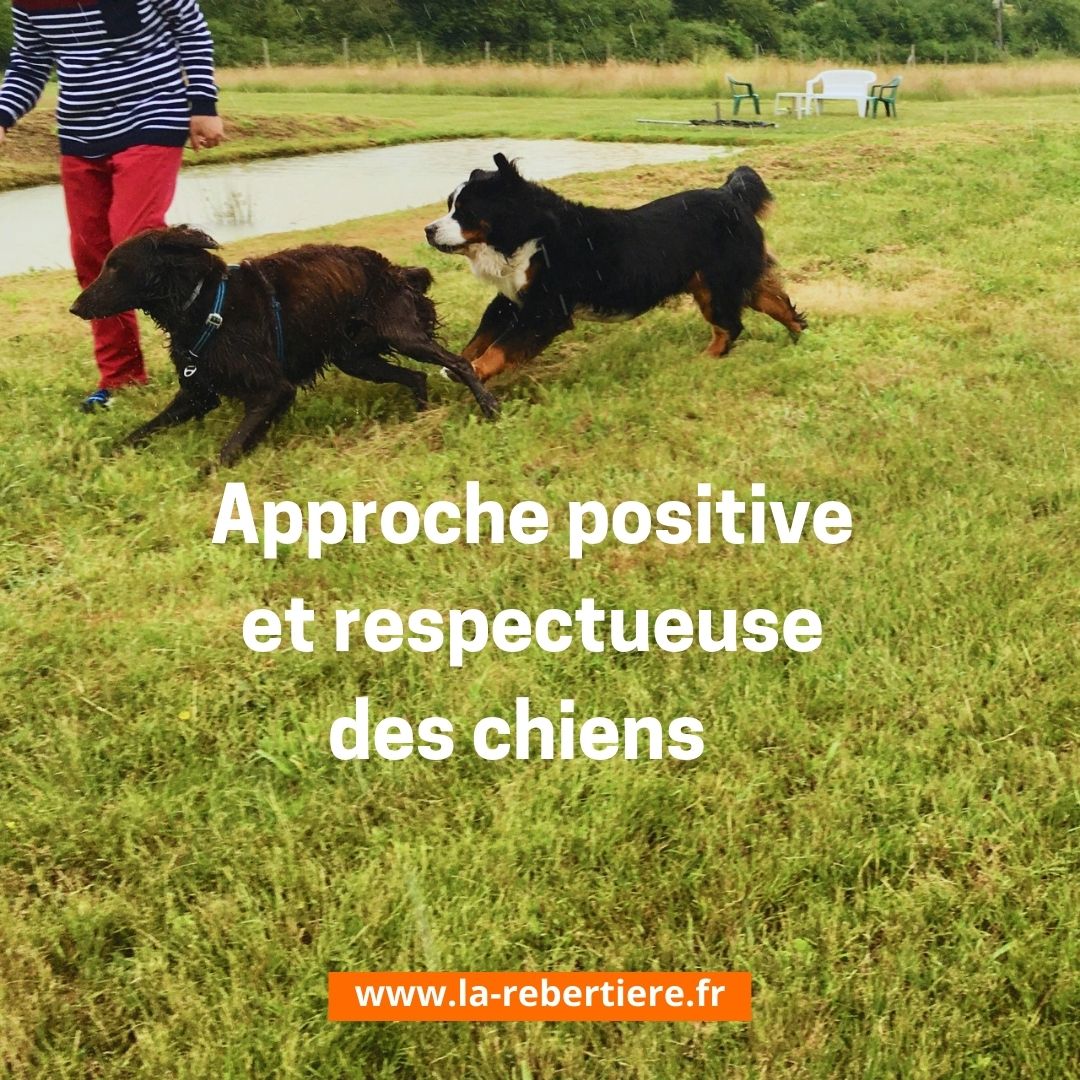 Gîte CrazySam du Parc Canin de la Rebertière, Queaux - photo 6