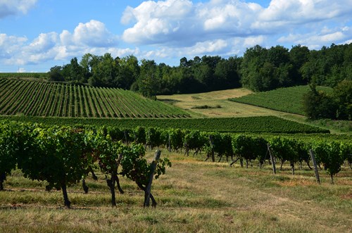 Cocuthmont la vinherona, a l’entremièi de Garona e Gasconha, Cocumont - photo 12