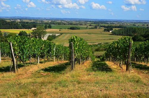 Cocuthmont la vinherona, a l’entremièi de Garona e Gasconha, Cocumont - photo 14