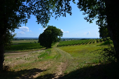 Cocuthmont la vinherona, a l’entremièi de Garona e Gasconha, Cocumont - photo 3