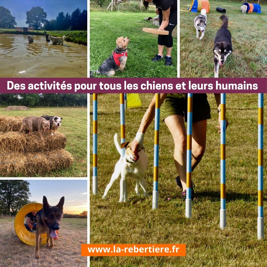 Gîte CrazySam du Parc Canin de la Rebertière - photo 2